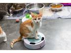 Adopt Figgy a Orange or Red (Mostly) Domestic Shorthair (short coat) cat in