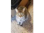 Adopt Honey a Tan or Fawn Tabby Domestic Shorthair / Mixed (short coat) cat in