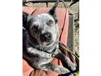 Adopt Bryce a Gray/Silver/Salt & Pepper - with White Australian Cattle Dog /
