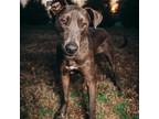 Adopt Spinner a Brindle Pointer / Chesapeake Bay Retriever / Mixed dog in Spring