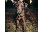 Adopt Spinner a Brindle Labrador Retriever / Weimaraner / Mixed dog in Spring