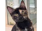 Adopt Janice a Tortoiseshell Domestic Shorthair / Mixed cat in East Hampton