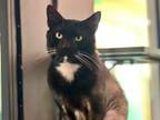 Adopt DAREN a Domestic Short Hair