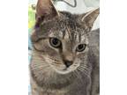 Adopt Todd a Domestic Short Hair