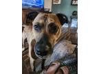 Adopt Charles Xavier a American Pit Bull Terrier / Mixed dog in Germantown