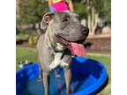 Adopt Paige a Gray/Blue/Silver/Salt & Pepper American Pit Bull Terrier / Mixed