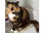 Adopt Cali a Domestic Longhair / Mixed cat in Battle Ground, WA (38810961)