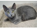 Adopt Tonka a Gray or Blue Domestic Shorthair / Domestic Shorthair / Mixed cat