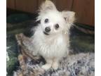 Adopt Dog 24798 (Rosie) a Pomeranian dog in Parlier, CA (38770329)