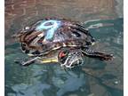 Adopt Tinky a Turtle - Other / Mixed reptile, amphibian, and/or fish in