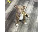 Adopt Hyde a Mixed Breed
