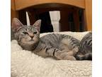 Adopt Mack a Brown Tabby Domestic Shorthair / Mixed (short coat) cat in Los