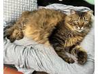 Adopt LuLu a Brown Tabby Maine Coon (long coat) cat in New York, NY (38632359)