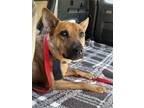 Adopt Nemo a German Shepherd Dog, Black Mouth Cur