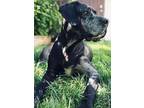 Adopt Harley a Black Great Dane / Mixed dog in Aurora, CO (38608942)