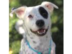 Adopt McFlurry a White Mixed Breed (Large) / Mixed dog in Walla Walla