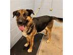 Adopt Turbo a German Shepherd Dog / Mixed dog in Woodland, CA (38816936)