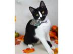 Adopt Ash a Black & White or Tuxedo Domestic Shorthair / Mixed (short coat) cat