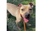 Adopt Mandarin a Tan/Yellow/Fawn - with Black Pit Bull Terrier / Mixed dog in