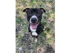 Adopt Combo a Black - with White Pit Bull Terrier / Mixed dog in Crete