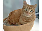 Adopt Mr. Cheeks a Orange or Red Domestic Shorthair / Domestic Shorthair / Mixed