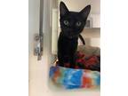 Adopt Monopoly 922-23 a All Black Domestic Shorthair / Domestic Shorthair /