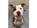 Adopt Delta a White American Pit Bull Terrier / Mixed dog in Baton Rouge