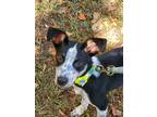 Adopt Arlo* a Black Australian Cattle Dog / Mixed dog in Baton Rouge