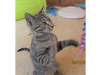 Adopt Betsy a Gray, Blue or Silver Tabby Tabby (short coat) cat in Troutman