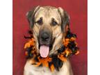 Adopt Zola a Tan/Yellow/Fawn Anatolian Shepherd / Mixed dog in Caldwell