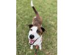 Adopt Astro a Brindle Border Collie / Terrier (Unknown Type