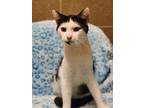 Adopt Sweetie a White Domestic Shorthair / Domestic Shorthair / Mixed cat in