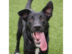 Adopt Lancelot a Black Labrador Retriever / Mixed dog in Atlanta, GA (38853561)