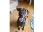 Adopt Baby a Mastiff, Mixed Breed