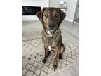 Adopt Tig a Labrador Retriever, Mixed Breed