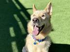 Adopt Snow White a Tan/Yellow/Fawn Mixed Breed (Large) / Mixed dog in Lynnwood