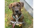 Adopt Knox a Brindle Hound (Unknown Type) / Mixed dog in Gloucester