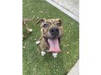 Adopt RAMONA FLOWERS a Brindle Hound (Unknown Type) / Mixed dog in San Antonio