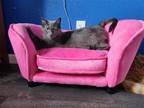 Adopt Peaches a Gray or Blue Domestic Shorthair / Mixed (short coat) cat in Yuba