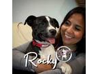 Adopt Rocky Vazquez a Labrador Retriever, Pit Bull Terrier