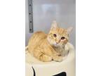 Adopt Maple a Orange or Red Domestic Shorthair / Domestic Shorthair / Mixed cat