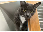 Adopt Stormi a Gray or Blue Domestic Shorthair / Domestic Shorthair / Mixed cat