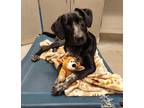 Adopt Spiral Notebook a Black Australian Cattle Dog / Mixed dog in Madison