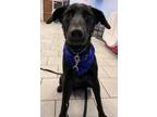 Adopt Banjo a Black Retriever (Unknown Type) / Mixed dog in Madison