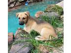 Adopt Regal New Caney a Labrador Retriever, Mixed Breed