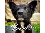 Adopt Baloo Garcia a Border Collie, Labrador Retriever