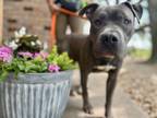 Adopt Clay Lakes a Pit Bull Terrier