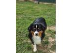 Adopt Baylor Waller a Australian Shepherd, Mixed Breed