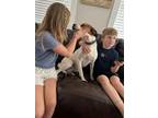 Adopt Mellow the laid back family dog a Labrador Retriever, Beagle