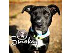 Adopt Smokey Park Ittie Bittie Pittie Mix a Pit Bull Terrier, Labrador Retriever